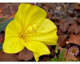 Kriechendes Nachtkerzengewächs